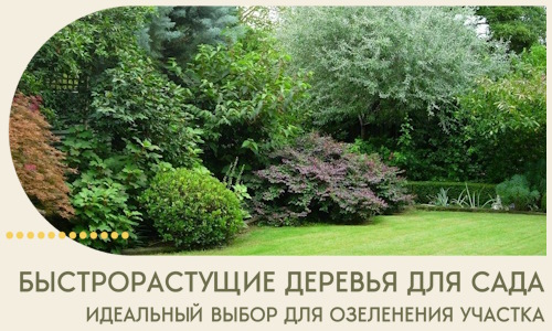 Быстрорастущие деревья для сада идеальный выбор в Сосногорске
