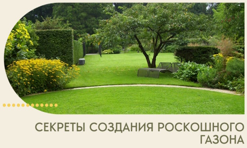 Секреты создания роскошного газона в Сосногорске